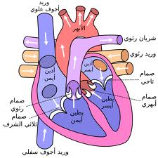 صورة مرفقة